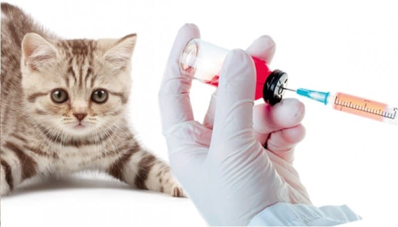 Прививки для кошек мытищи thumbnail